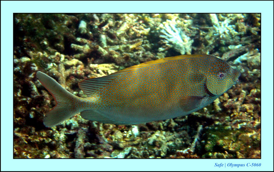 2005 - 08 - Redang  - 121.JPG